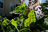 Gathering Rainbow Swiss Chard in August